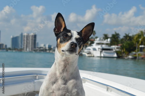 Daisey the Sea Dog with miami skyline in the background.