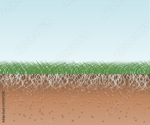 Grass with Roots and Soil