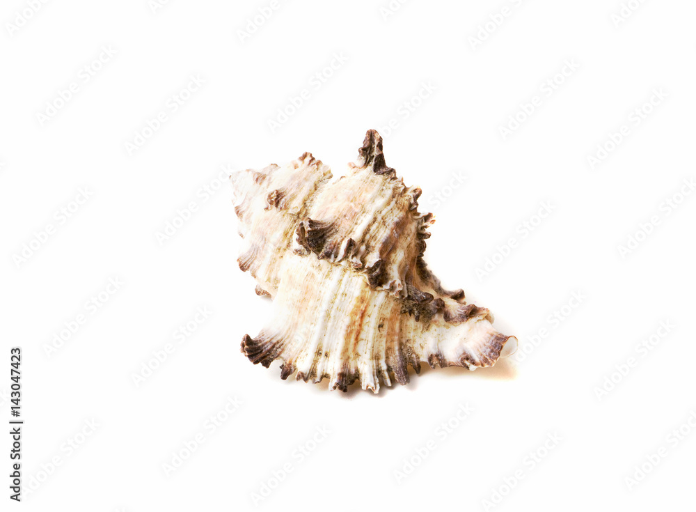 shell in the sand isolated on white background shell in the sand isolated on white background