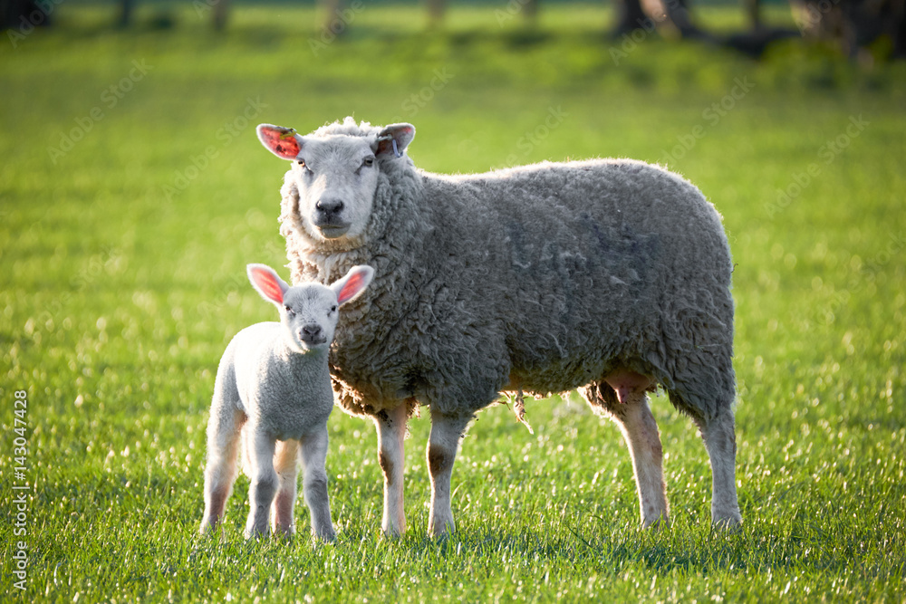 spring Lambs in countryside in the sunshine, brecon beacons national park spring Lambs in countryside in the sunshine, brecon beacons national park