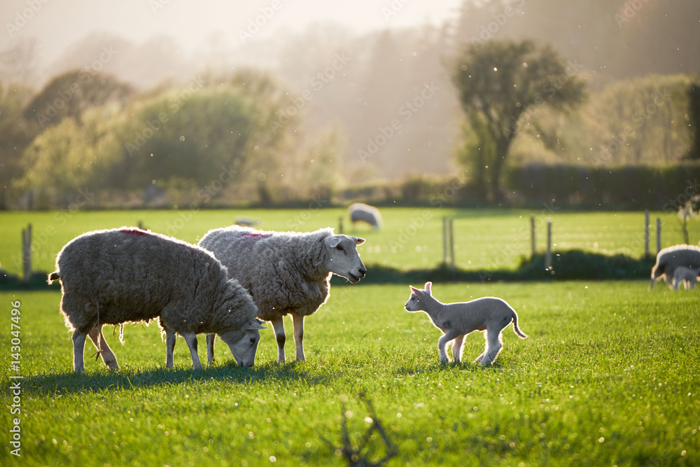Naklejka premium spring Lambs in countryside in the sunshine, brecon beacons national park