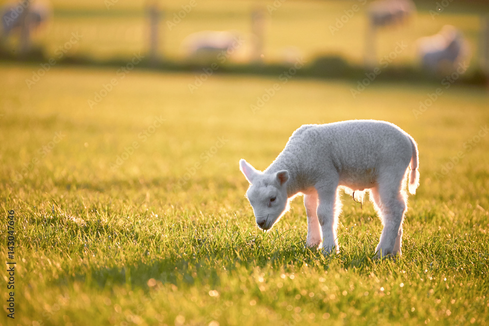 Fototapeta premium spring Lambs in countryside in the sunshine, brecon beacons national park