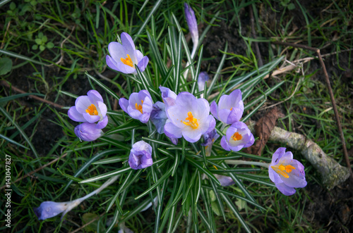 crocus flower in spring photo