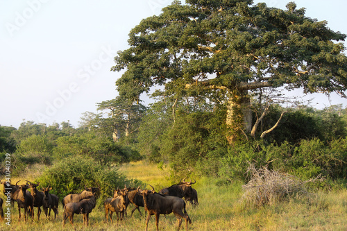 Wildebeest grazing close a baobab at Kissama National Park – Angola photo