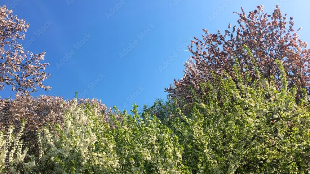 Tree Flowers Blooming In Spring Tree Flowers Blooming In Spring