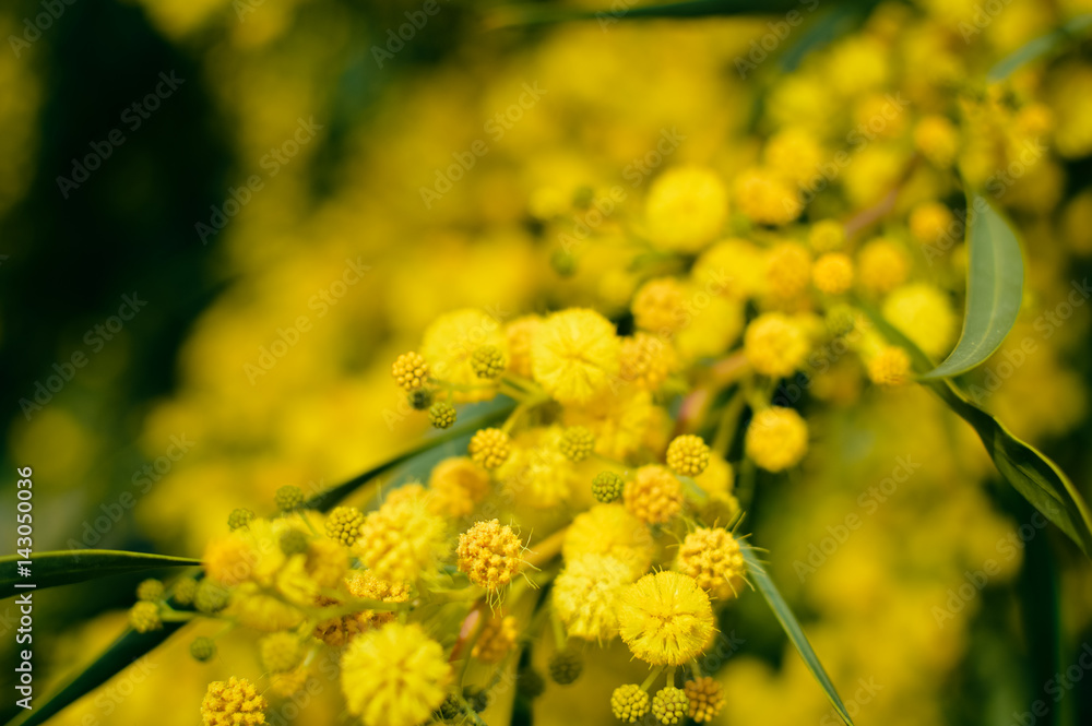 Close up on natural branches of mimosa flower fresh yellow background Close up on natural branches of mimosa flower fresh yellow background
