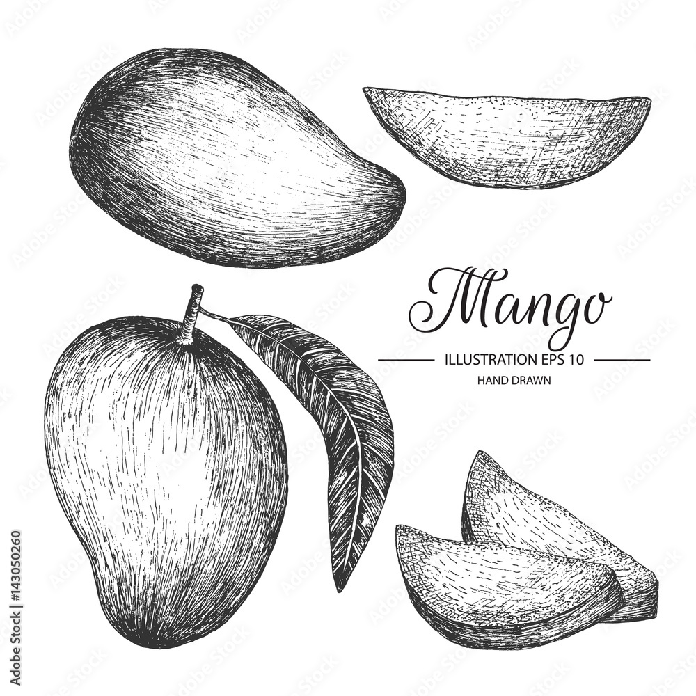 Tropical Fruits, Illustration of Hand Drawn Sketch Fresh Ripe Mango Fruits  Isolated on White Background Stock Vector Image & Art - Alamy