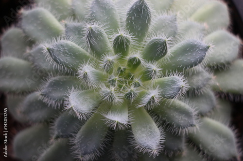 Wallpaper Mural Succulent Echeveria Torontodigital.ca