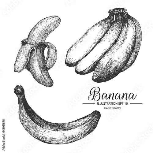 Banana hand drawn collection by ink and pen sketch.
