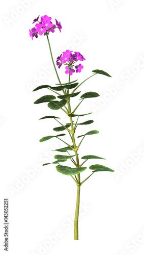 Fototapeta Naklejka Na Ścianę i Meble -  3D Rendering Purple Geranium Flowers on White