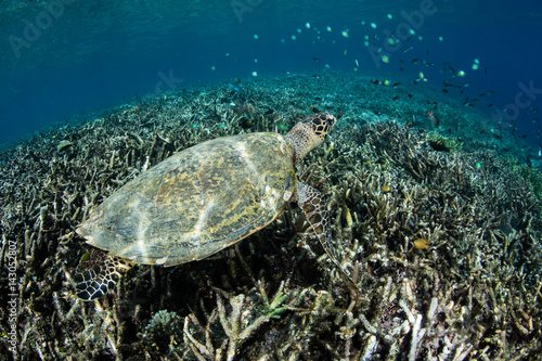 Hawksbill Sea Turtle Underwater in Raja Ampat