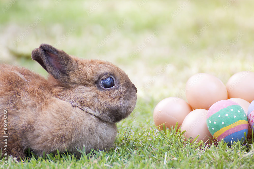 New born rabbit or cute bunny on green grass. New born rabbit or cute bunny on green grass.