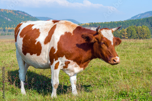 Cow on a pasture on a sunny day 
