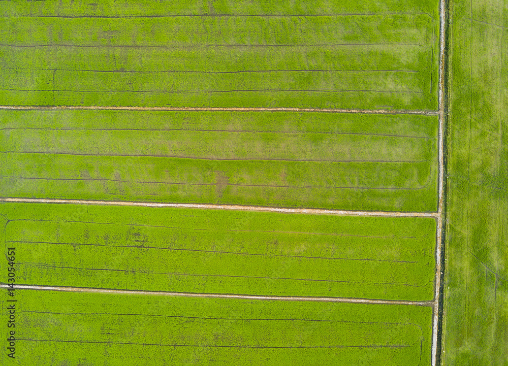 Arial view of paddy field during sunset.