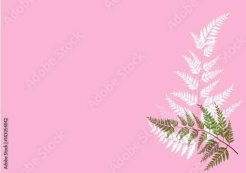 fern leaves isolated hand drawn on  pink background vector illustration