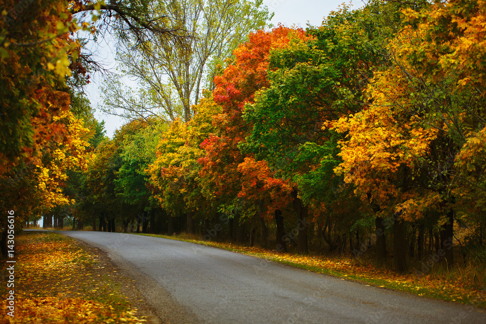 An old road with green and yellow trees and fallen leaves