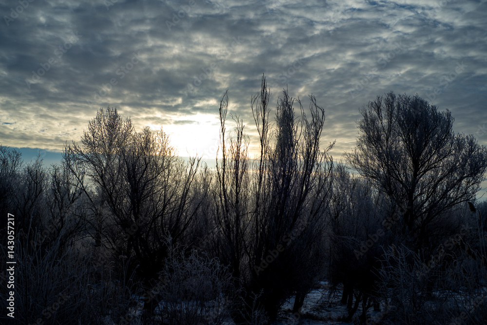 Forest under the winter sun in cloudy day Forest under the winter sun in cloudy day