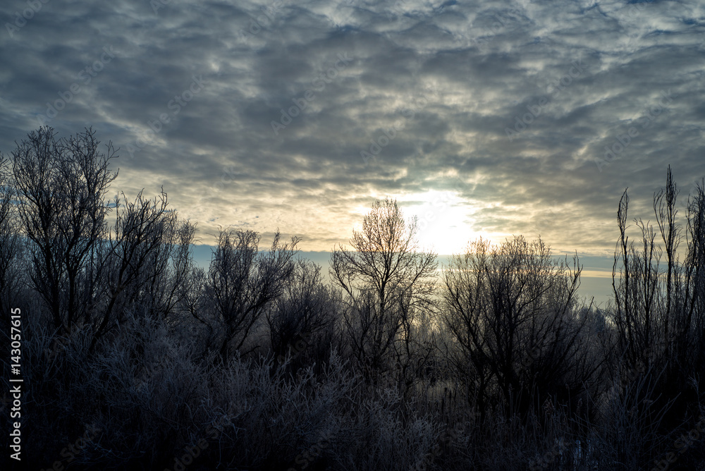 Forest under the winter sun in cloudy day Forest under the winter sun in cloudy day