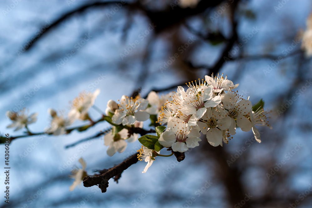 Fototapeta premium Blossom of the tree