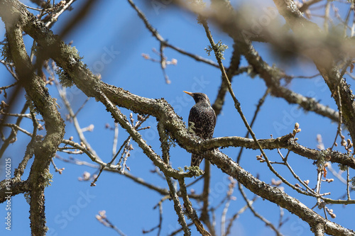 Starling