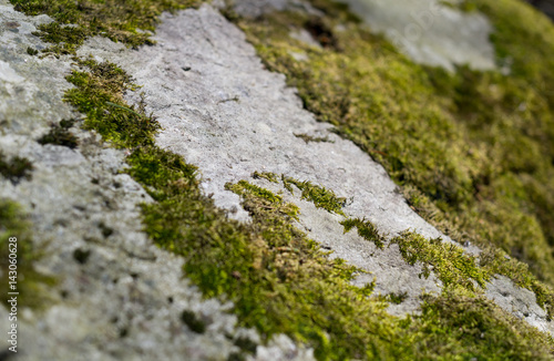 Natural detail - moss is growing on the stone. Green plant is covering the rocky surface