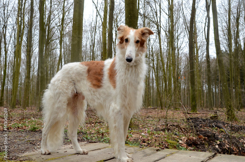 Valokuva Noble borzoi dog stands on a decayed wooden bridge.