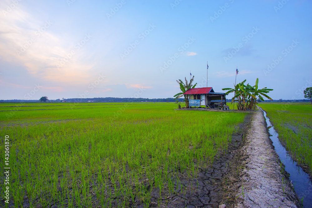Old traditional rice field bamboo bad weather hut, showing rice field landscapes and surviving native trees Old traditional rice field bamboo bad weather hut, showing rice field landscapes and surviving native trees