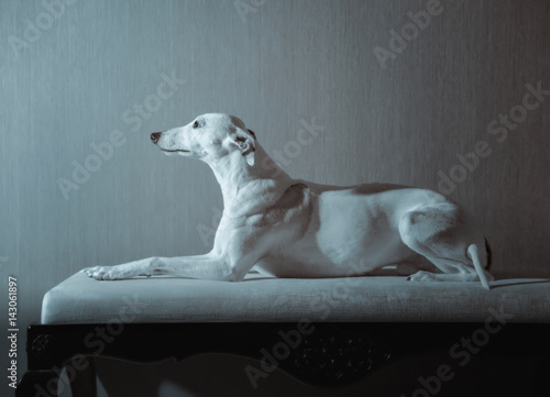 Fototapeta Naklejka Na Ścianę i Meble -  White whippet dog lies on the white sofa on gray background