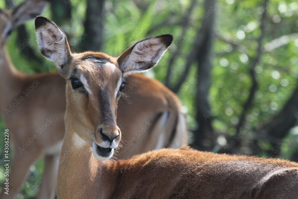 Impala