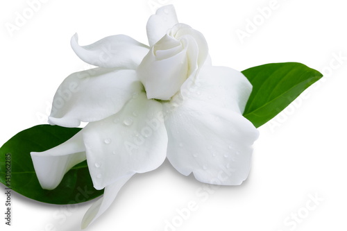 Gardenia jasminoides or Cape jasmine flower on white background.