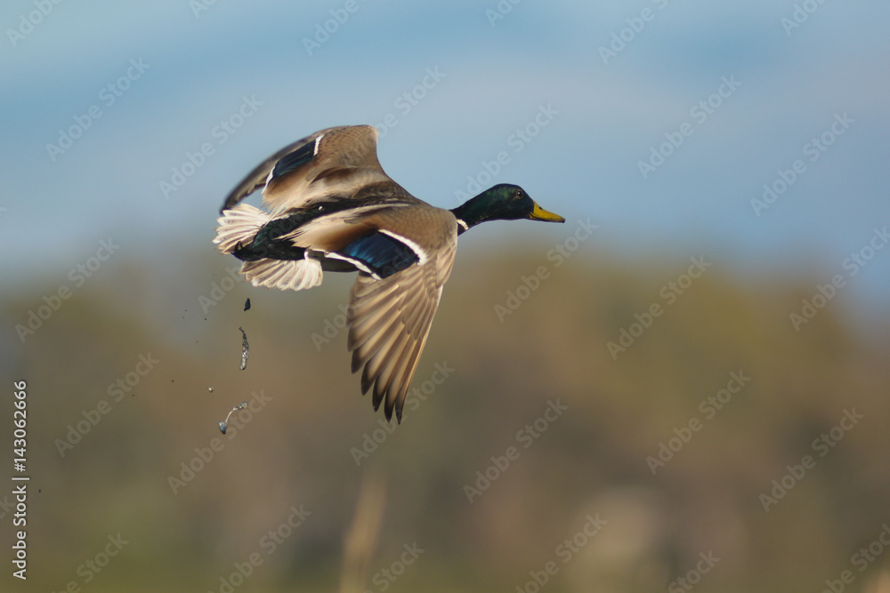 germano reale (Anas platyrhynchos) in volo germano reale (Anas platyrhynchos) in volo
