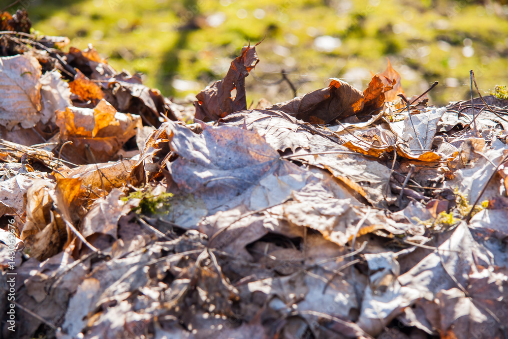 Laub Haufen Braune Trockene Blätter Herbst Laub Haufen Braune Trockene Blätter Herbst
