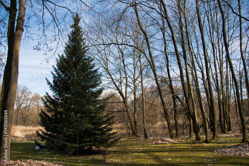 Tannenbaum Nadelbau im Wald