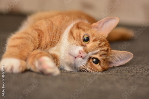 Fototapeta Naklejka Na Ścianę i Meble -  Portrait of a beautiful pensive cat lying on the couch 