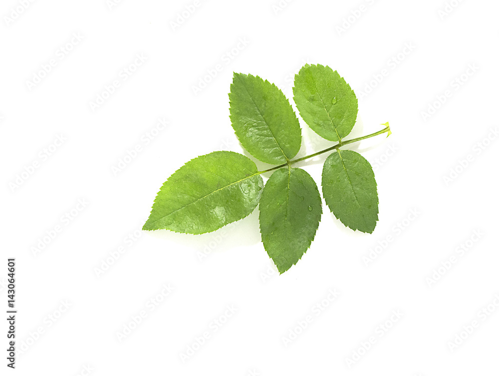 Green rose leaf on a white background, greenery concept Green rose leaf on a white background, greenery concept