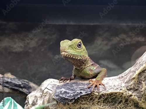 Photo pet lizard in a tank
