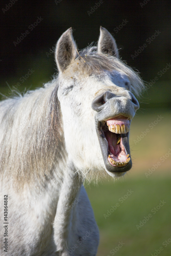 Fototapeta premium Portrait de cheval hennissant