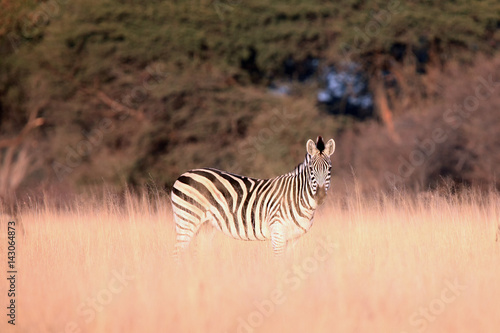 The plains zebra  Equus quagga  formerly Equus burchellii  in high yellow grass in the morning light