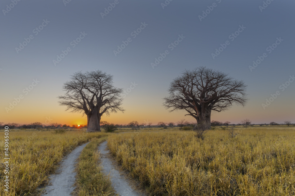 Sunrise at the baobab trees