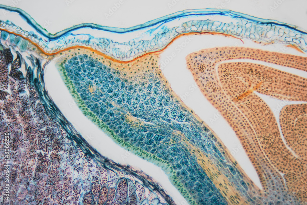 Cell microscopic- weevil rye - obrazy, fototapety, plakaty 
