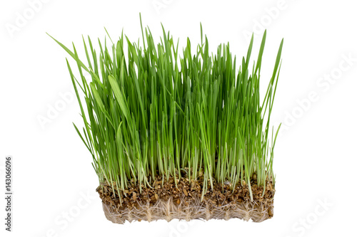 Sprouted cereals. Green grass. on a white background. Isolated.