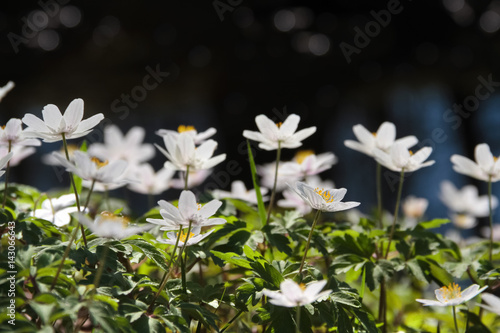 Buschwindröschen - Anemone nemorosa - im Gegenlicht am Wasser photo