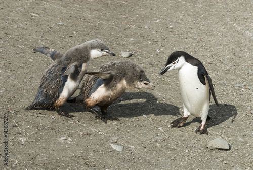 Chinstrap penguin feeding chick