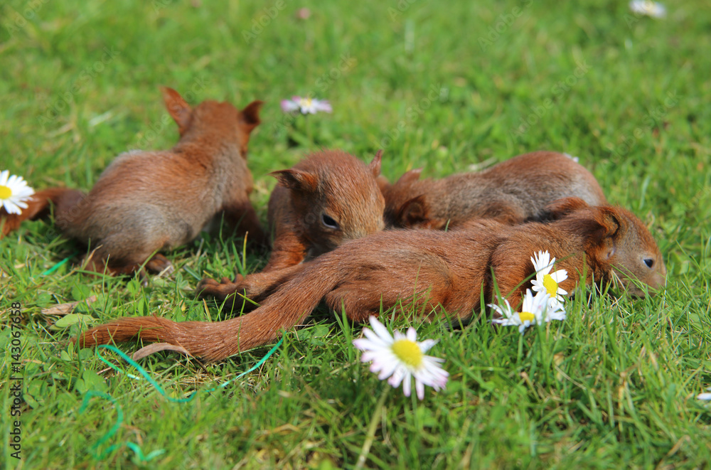 Naklejka premium junge Eichhörnchen im Frühling