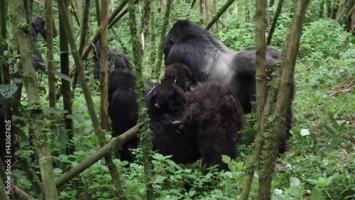 Baby gorilla with female and silverback