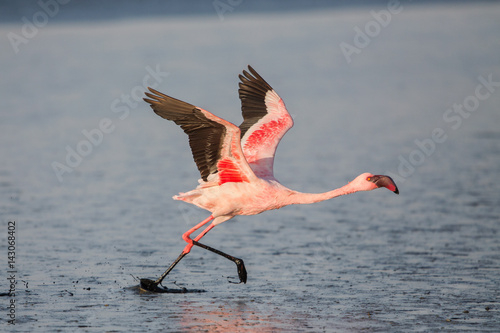 Lesser flamingo taking flight (Phoeniconaias minor), Walvis bay, Namibia