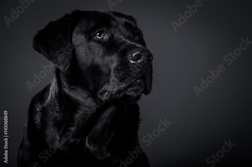 Black Lab dog © Sharon