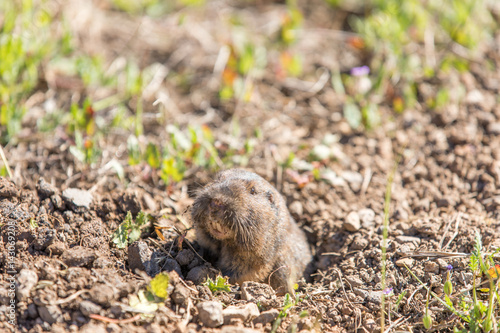 Schilderij op canvas Botta's Pocket Gopher - Thomomys bottae, peeking out from its burrow