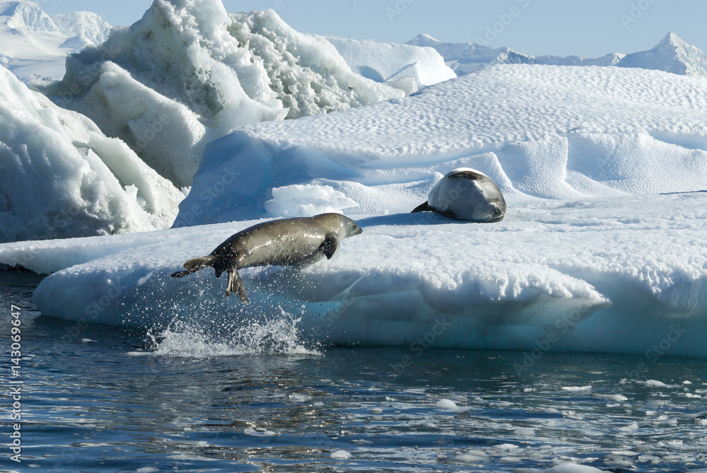 Fototapeta premium Crabeater seals jump on the ice.