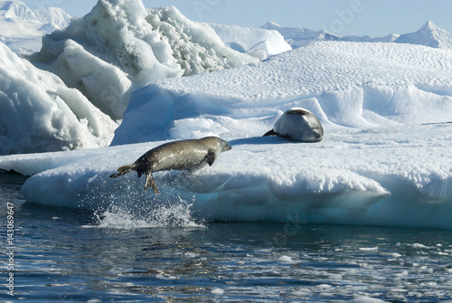 Crabeater seals jump on the ice.